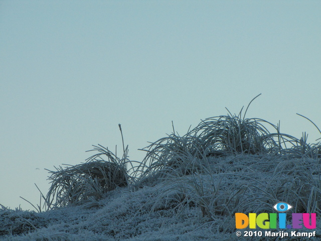 SX17090 Frost covered grass